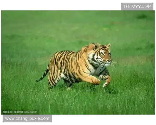 PT老虎机如何选择高收益游戏,实用技巧帮助你提高中奖率与游戏乐趣 PT老虎机如何选择高收益游戏,实用技巧帮助你提高中奖率与游戏乐趣